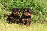 YORKSHIRE TERRIER 590